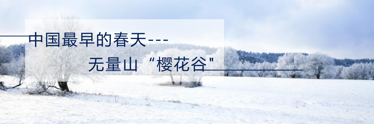 中國最早的春天---無量山“櫻花谷